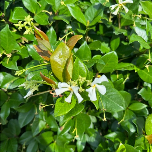 avocadoline